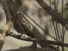 Turdoides hartlaubii