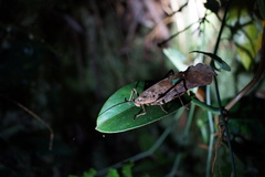 Pterochroza ocellata