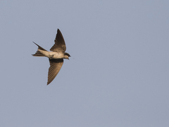 Pseudhirundo griseopyga