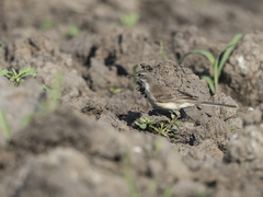 Motacilla capensis simplicissima