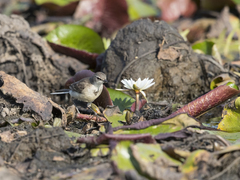Motacilla capensis simplicissima