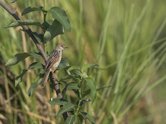 Cisticola luapula