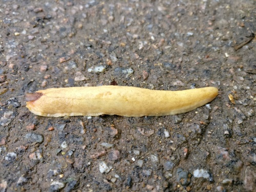 Shield Slug