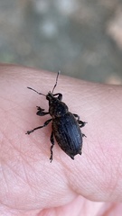 Elytrodon bidentatus