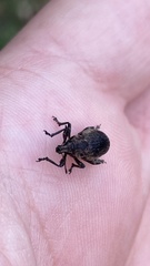 Elytrodon bidentatus