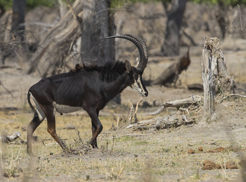 Sable Antelope, photo 4 of 8