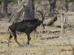 Sable Antelope photo 4