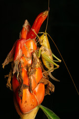 Austrosalomona destructor