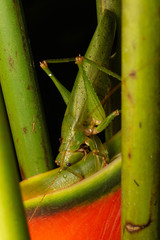 Austrosalomona destructor