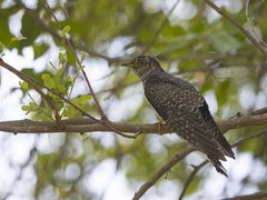 Cuculus gularis