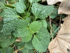 Ballota nigra