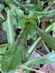 Cichorium intybus