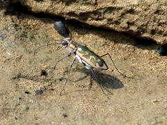 Ellipsoptera cuprascens