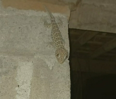 Gekko gecko