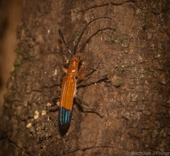 Stenoderus ostricilla