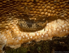 Euparius didymus