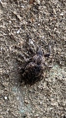 Elytrodon bidentatus