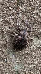 Elytrodon bidentatus