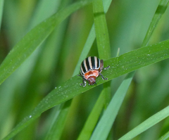 Kuschelina petaurista