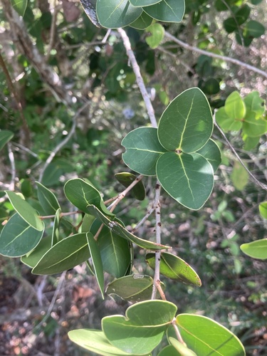 Eugenia cordata var. cordata