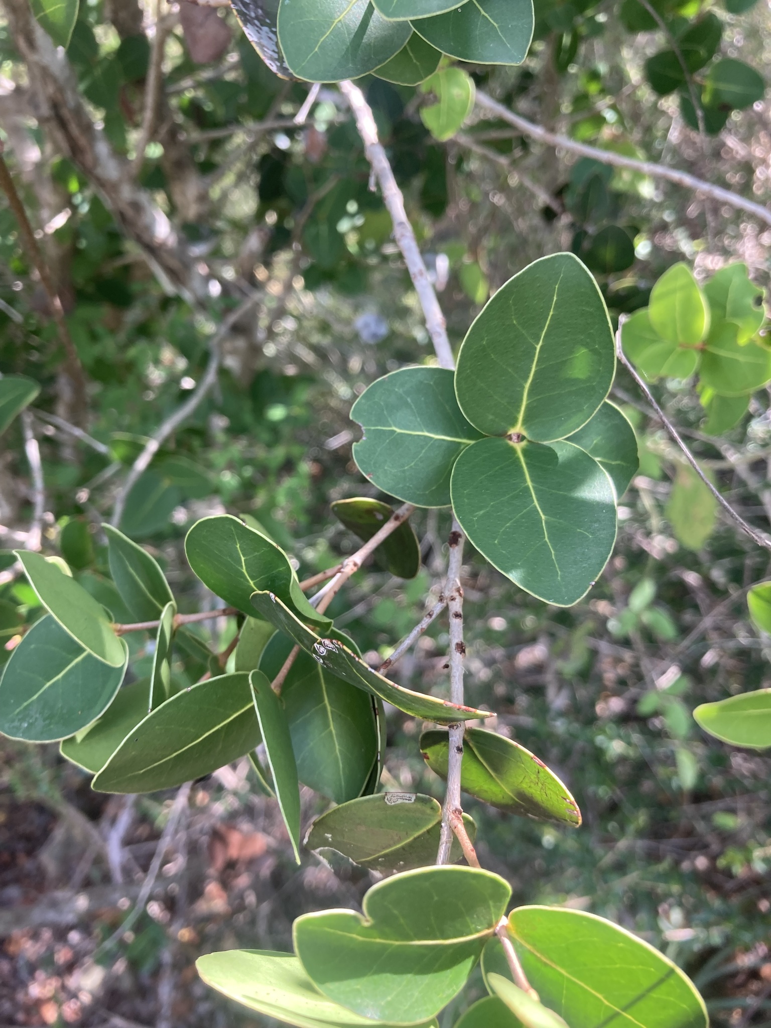Eugenia cordata var. cordata