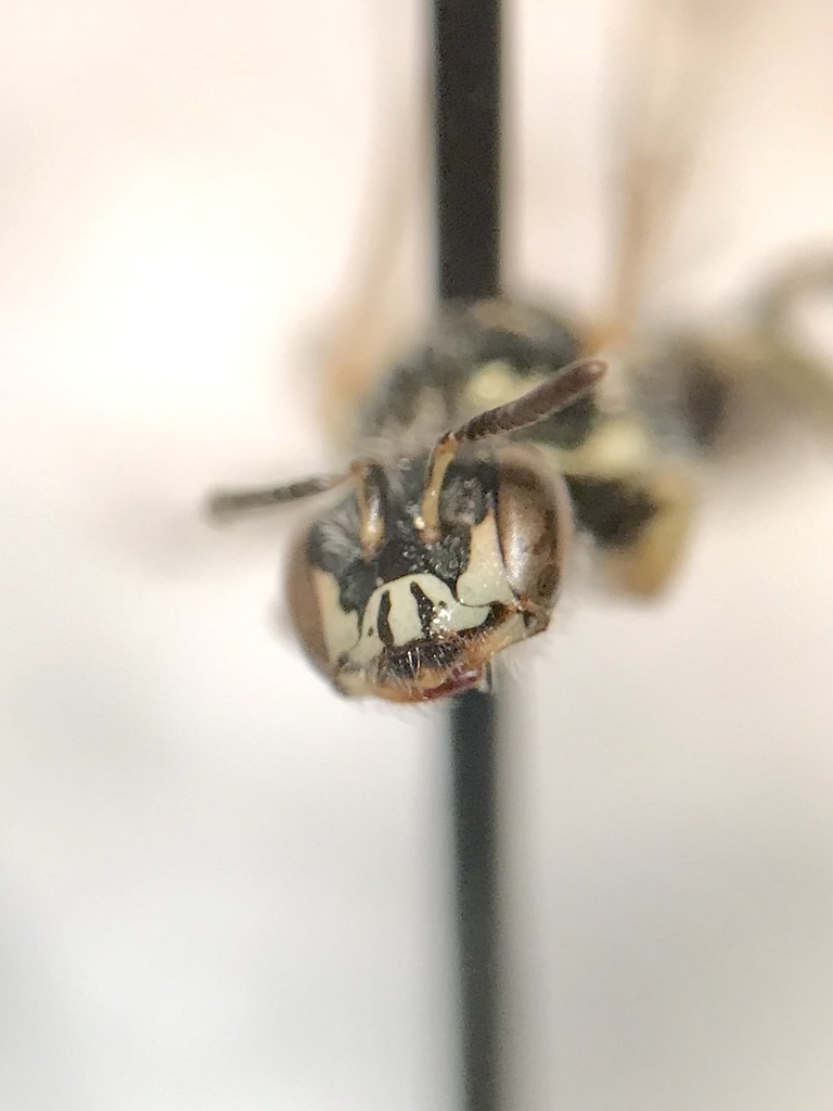 Bruner's Fairy Bee