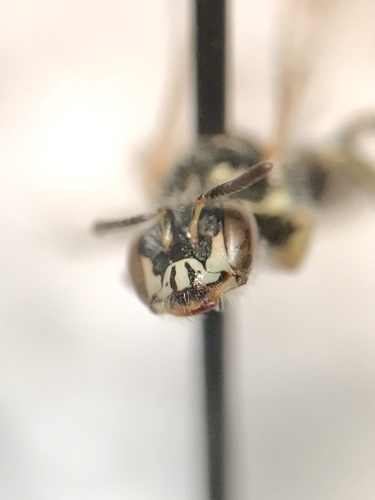 Bruner's Fairy Bee