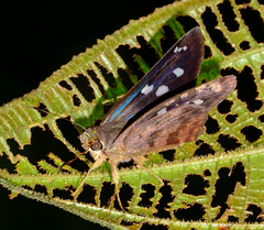 Polygonus savigny savigny