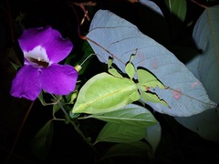 Pulchriphyllium bioculatum