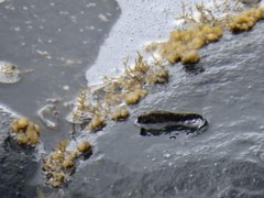 Alticus arnoldorum