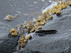 Alticus arnoldorum