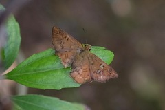 Eagris sabadius sabadius