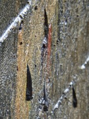 Alticus arnoldorum