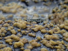 Alticus arnoldorum