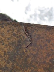 Alticus arnoldorum