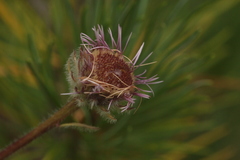 Erigeron eriocalyx