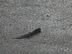 Alticus arnoldorum