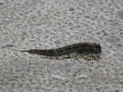 Alticus arnoldorum