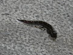 Alticus arnoldorum