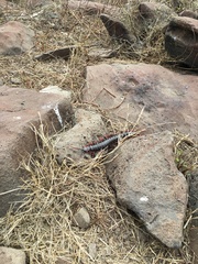 Scolopendra galapagoensis