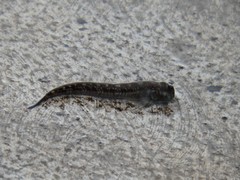 Alticus arnoldorum