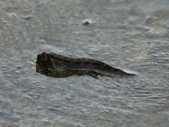 Alticus arnoldorum
