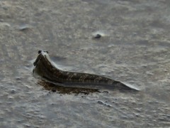Alticus arnoldorum