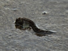 Alticus arnoldorum