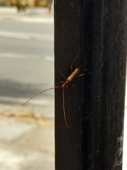 Chenoderus testaceus