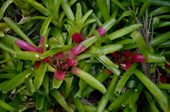 Neoregelia compacta