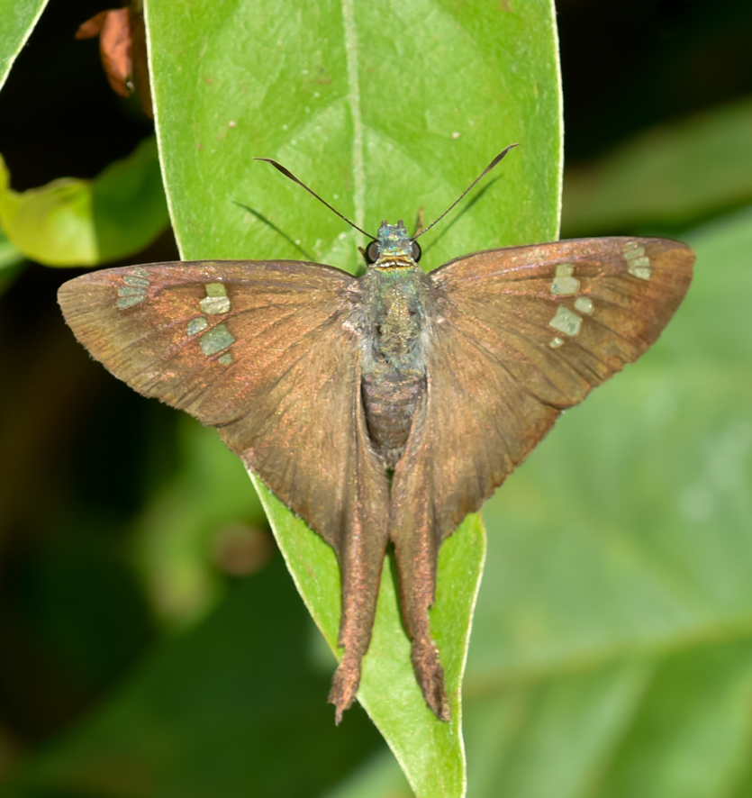 Four-spotted Longtail