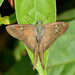 Four-spotted Longtail - Photo (c) rick_costa, some rights reserved (CC BY-NC), uploaded by rick_costa