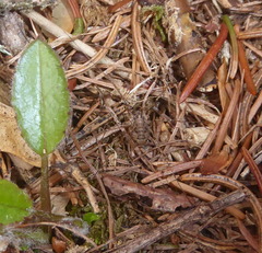 Dasylobus graniferus