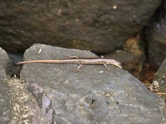 Cryptoblepharus poecilopleurus